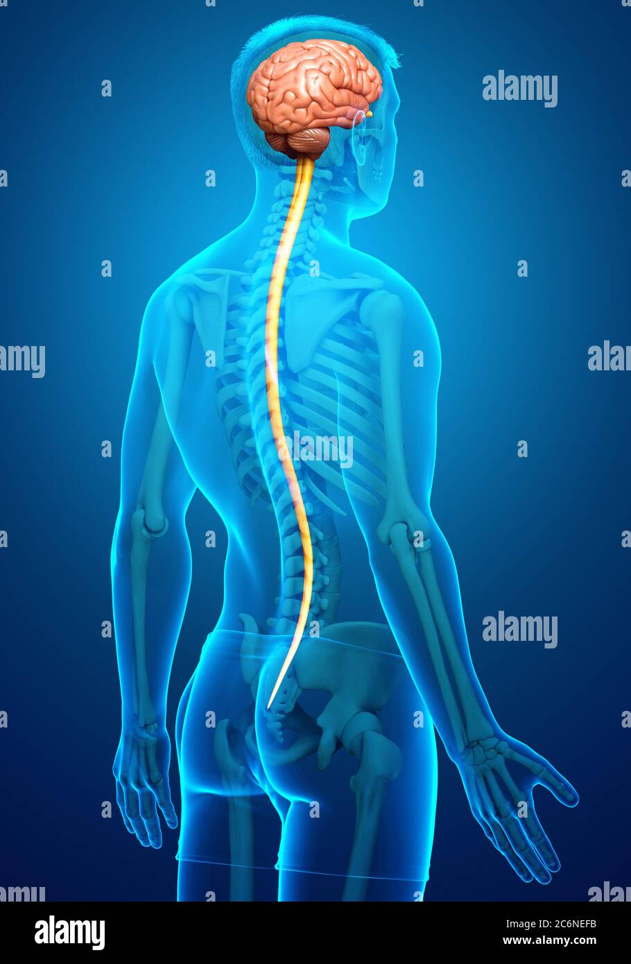 3d rendered medically accurate illustration of a male brain Stock Photo ...