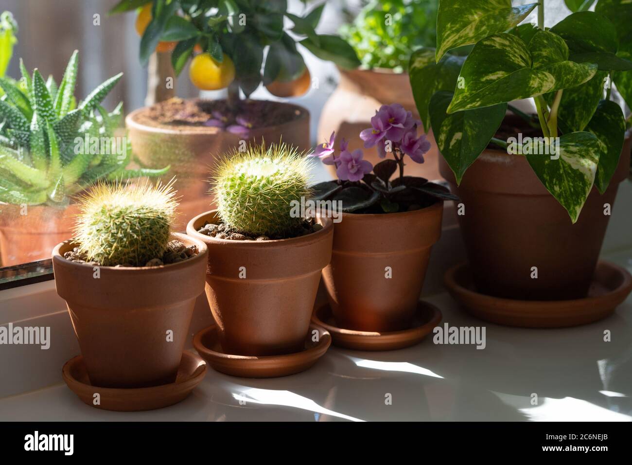 Houseplants - Mammillaria cactus, flowering Saintpaulia mini, Epipremnum in terracota clay pot on windowsill at home. Sun light. Indoor garden Stock Photo