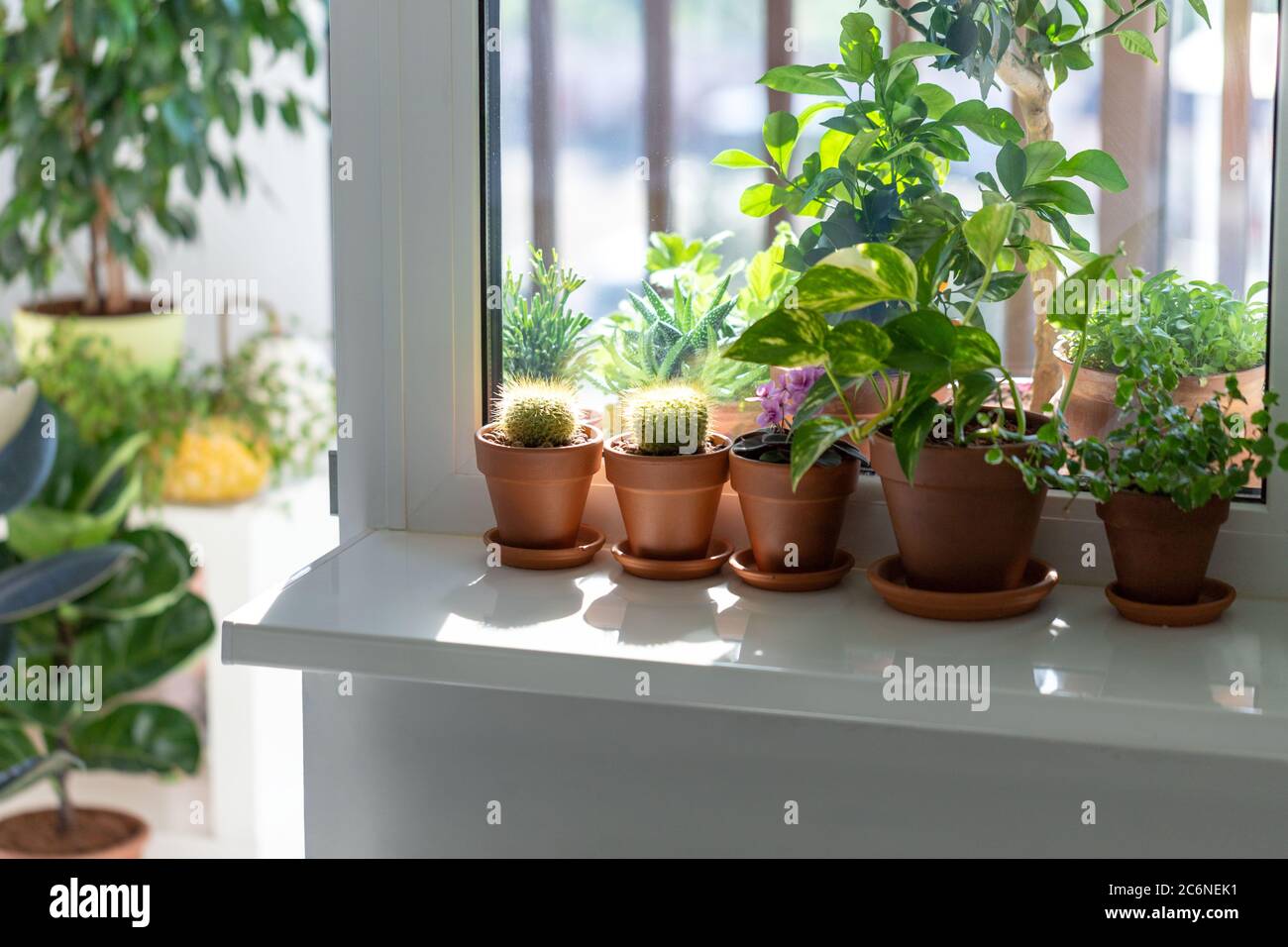 Houseplants - Mammillaria cactus, flowering Saintpaulia mini, Epipremnum, Ficus pumila in terracota clay pot on windowsill at home. Sun light. Indoor Stock Photo