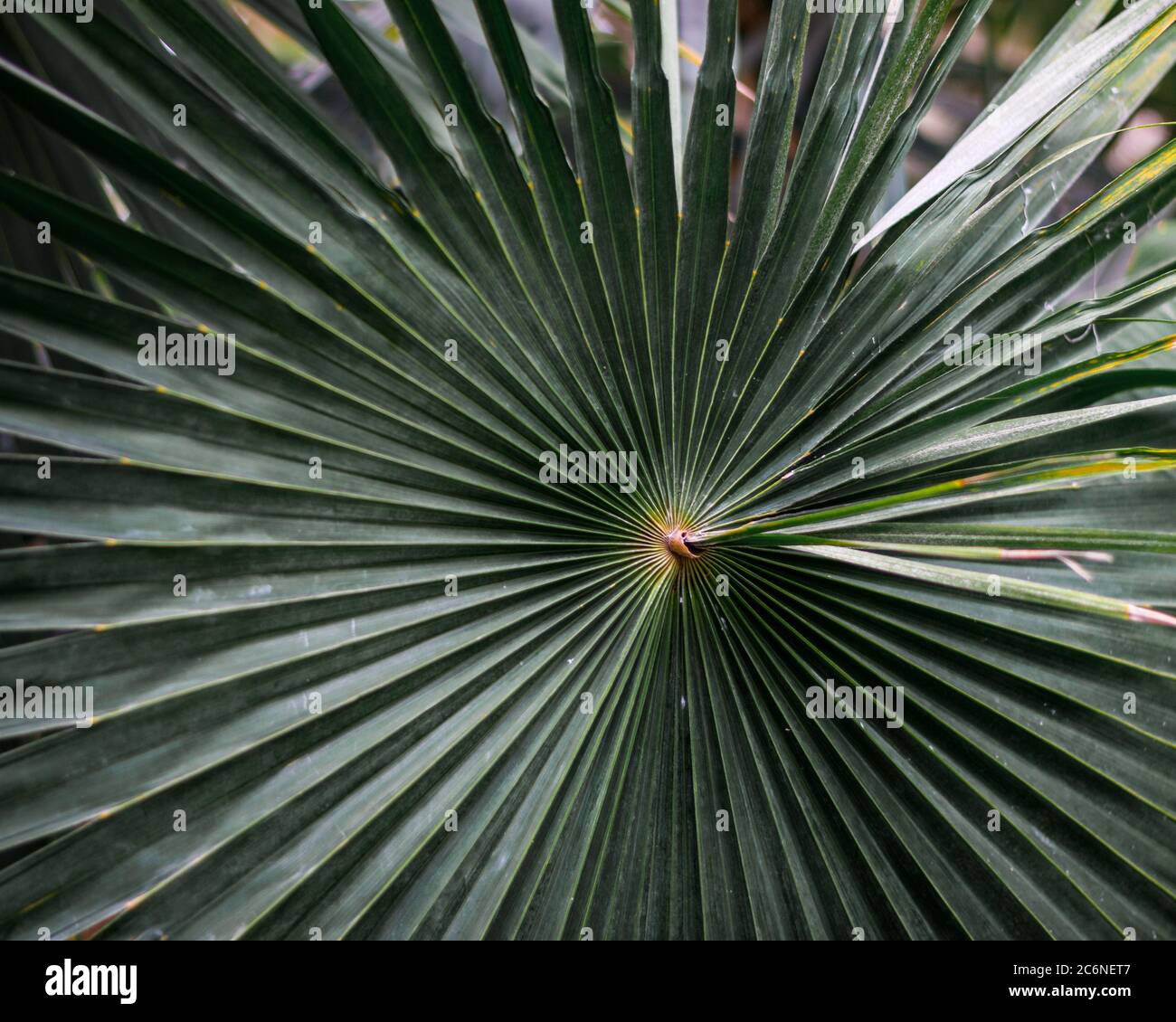 Fan leaf of a sabal palm, cabbage palmetto. Stock Photo