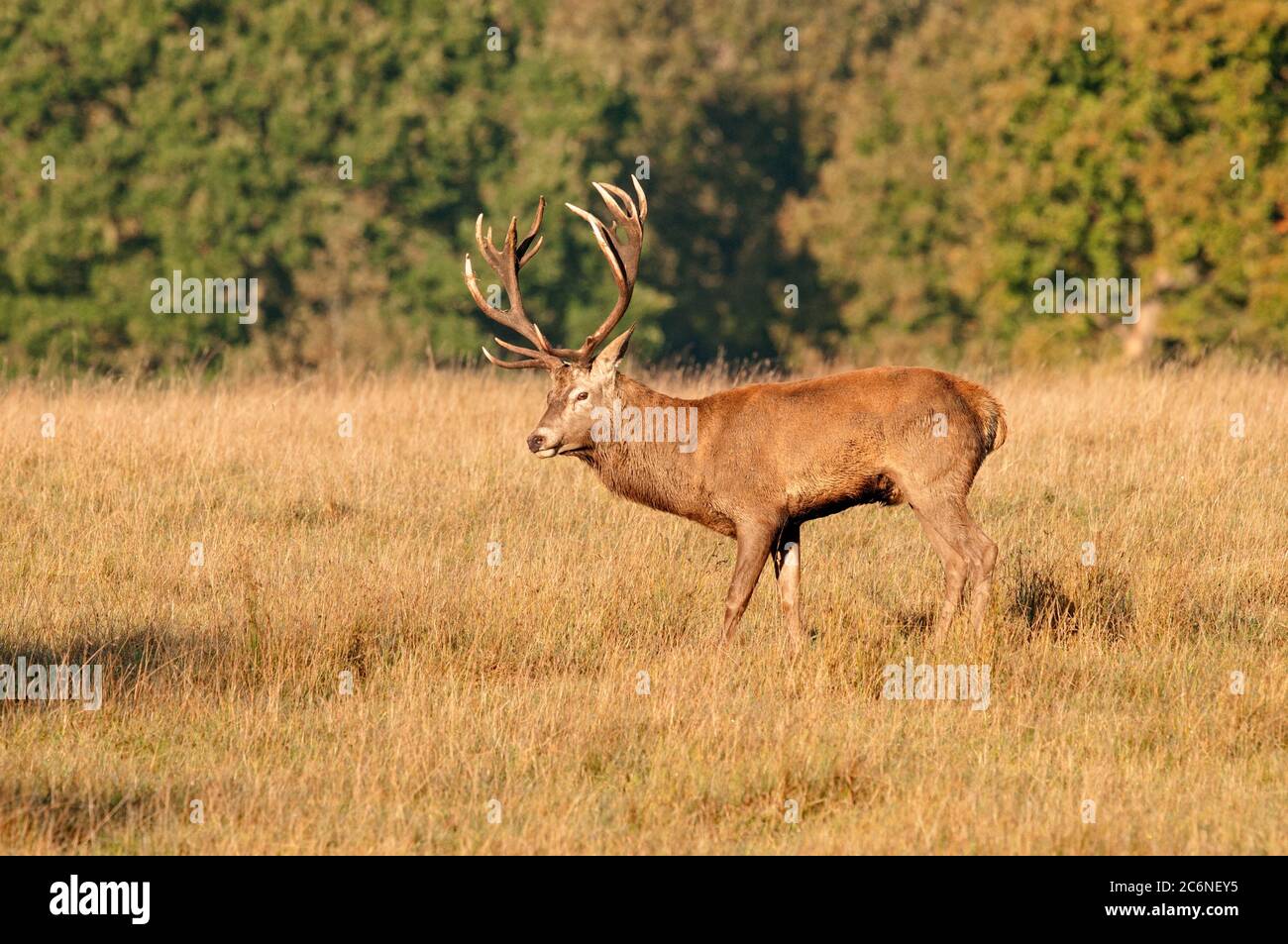 Red deer, Cervus elaphus, Stag in grassland, October, Suffolk Stock Photo