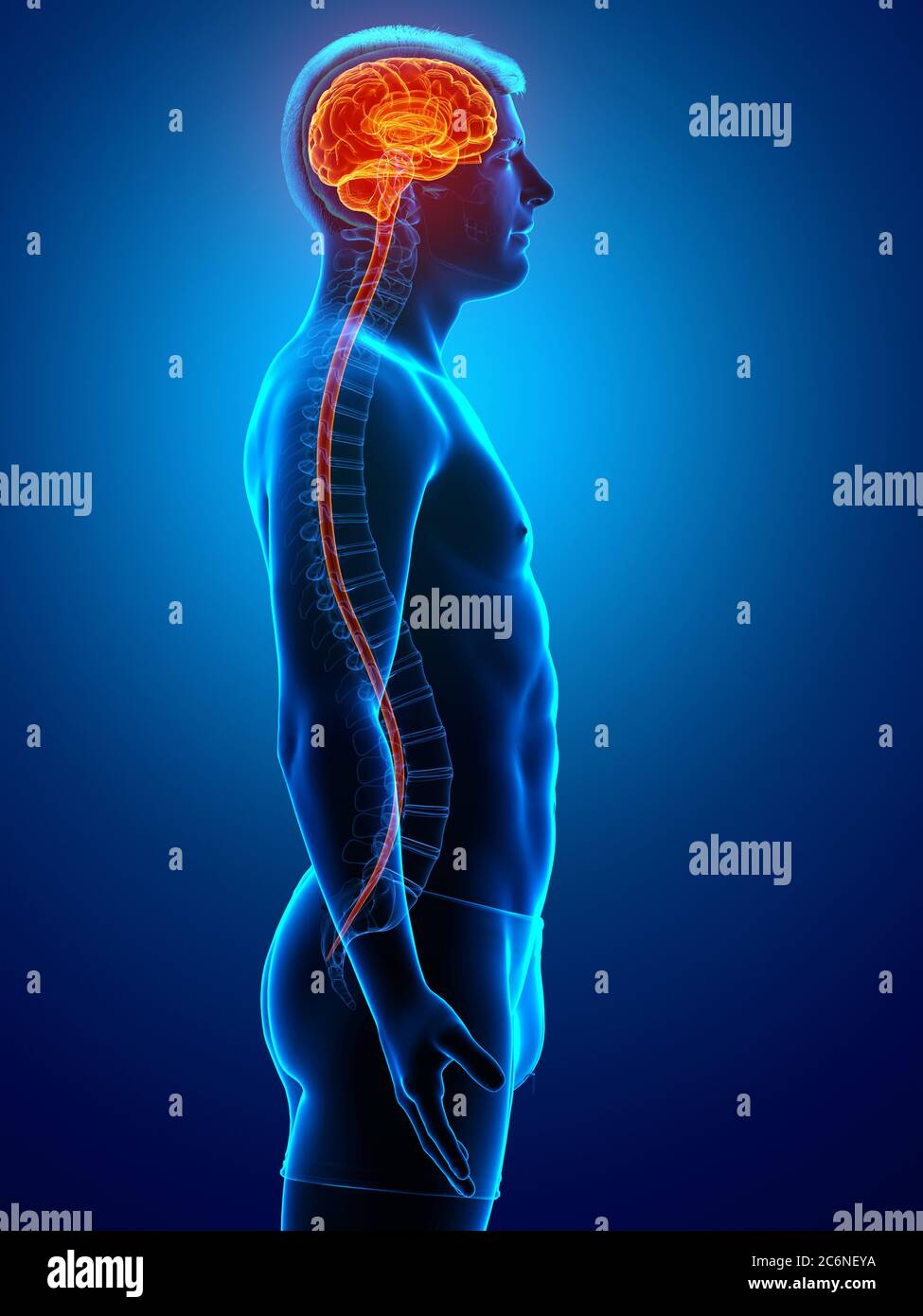 3d rendered medically accurate illustration of a male brain Stock Photo ...