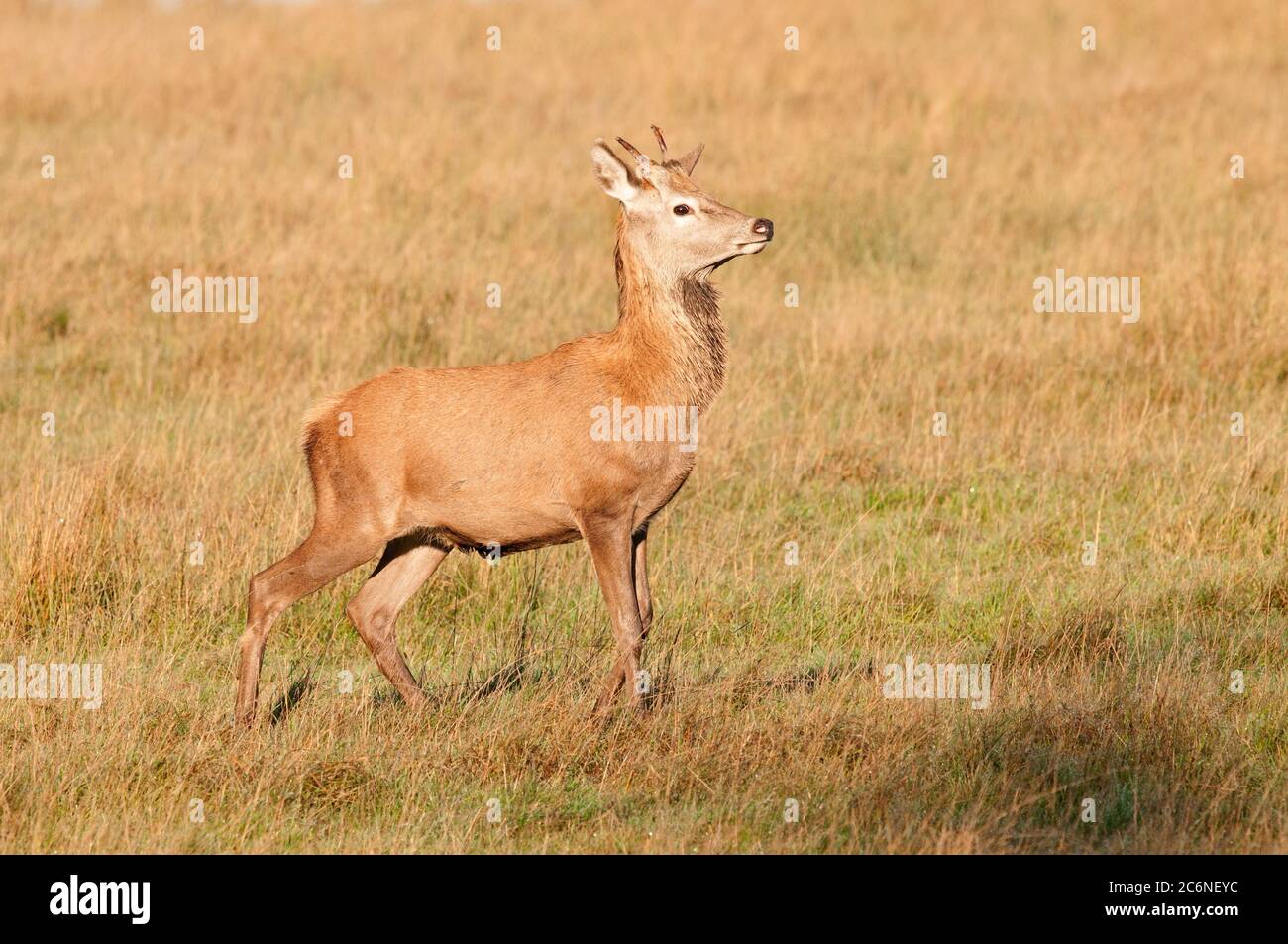 Red dee, Cervus elaphus, yearling stag in grassland, October, Suffolk Stock Photo