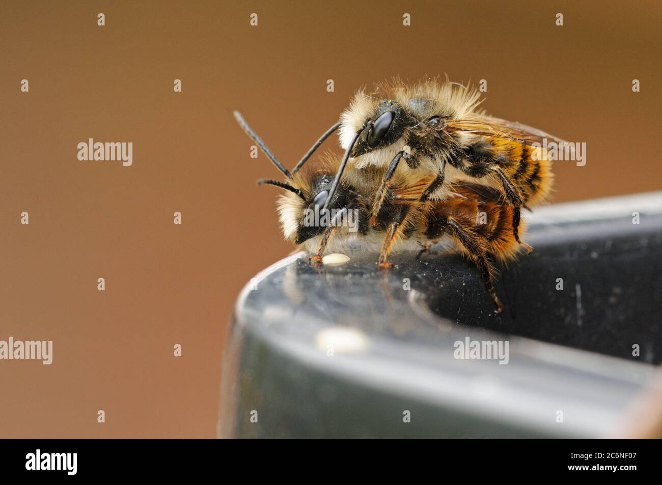 Red Mason Bees, Osmia rufa, pair on edge of flowerpot, garden, Norfolk Stock Photo
