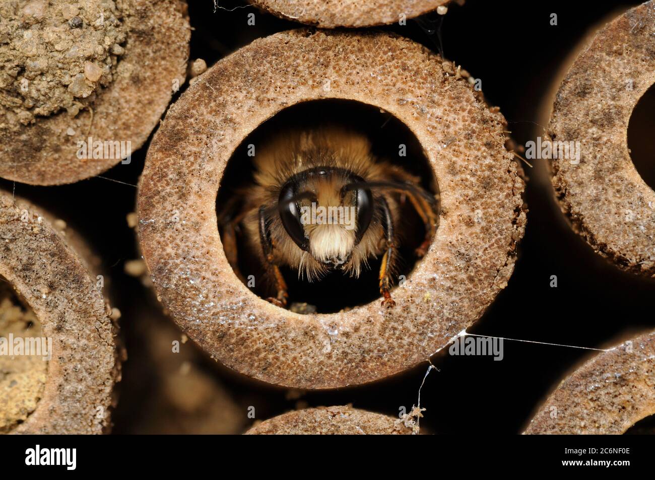 Red Mason bee, Osmia rufa, at entrance to nest chamber, newly emerged, Spring, Norfolk, April Stock Photo
