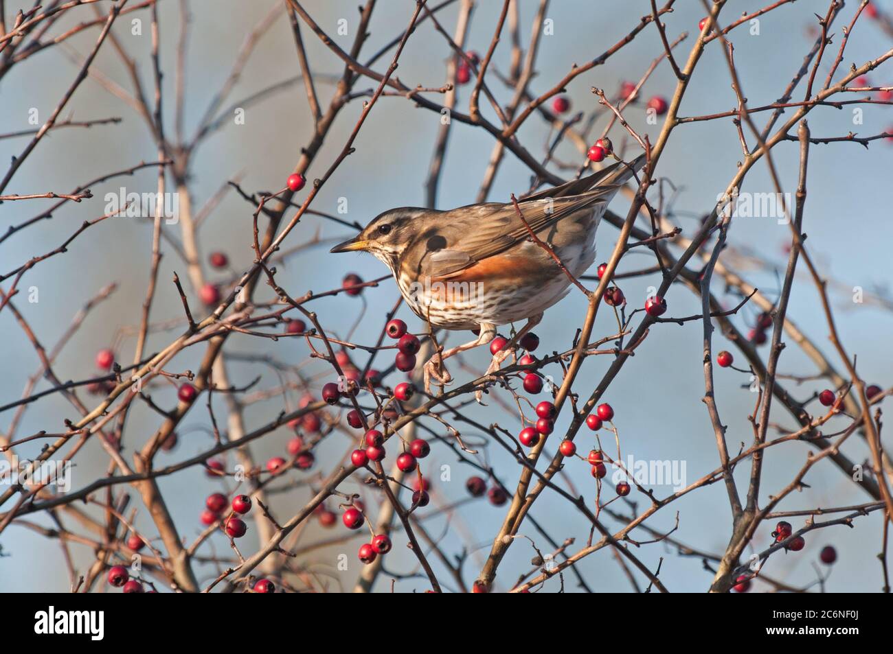 Redwing, Turdus iliacus, perched in hawthorn hedge, berries, Norfolk, Winter Stock Photo