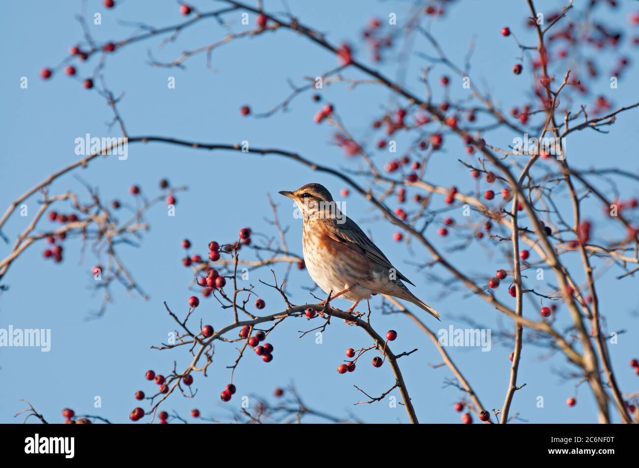 Redwing, Turdus iliacus, perched in hawthorn hedge, berries, Norfolk, Winter Stock Photo