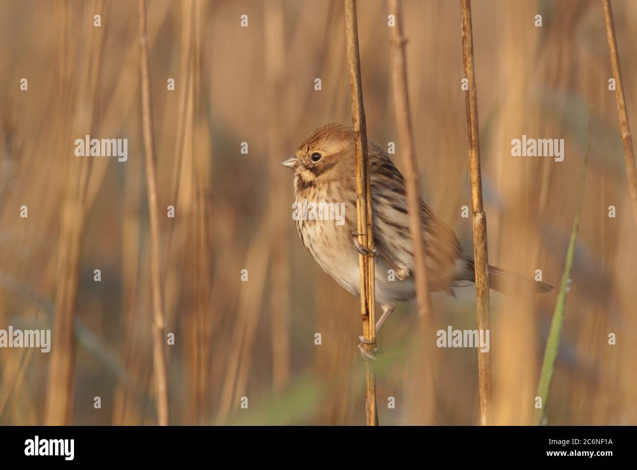 Reed bunting, Emberiza schoeniclus, female perched in reeds, Norfolk, Fen Stock Photo