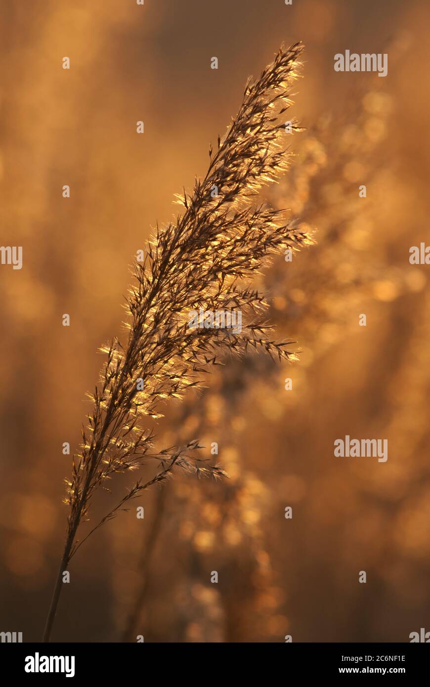 Reed seedhead, backlit, Norfolk, UK Stock Photo