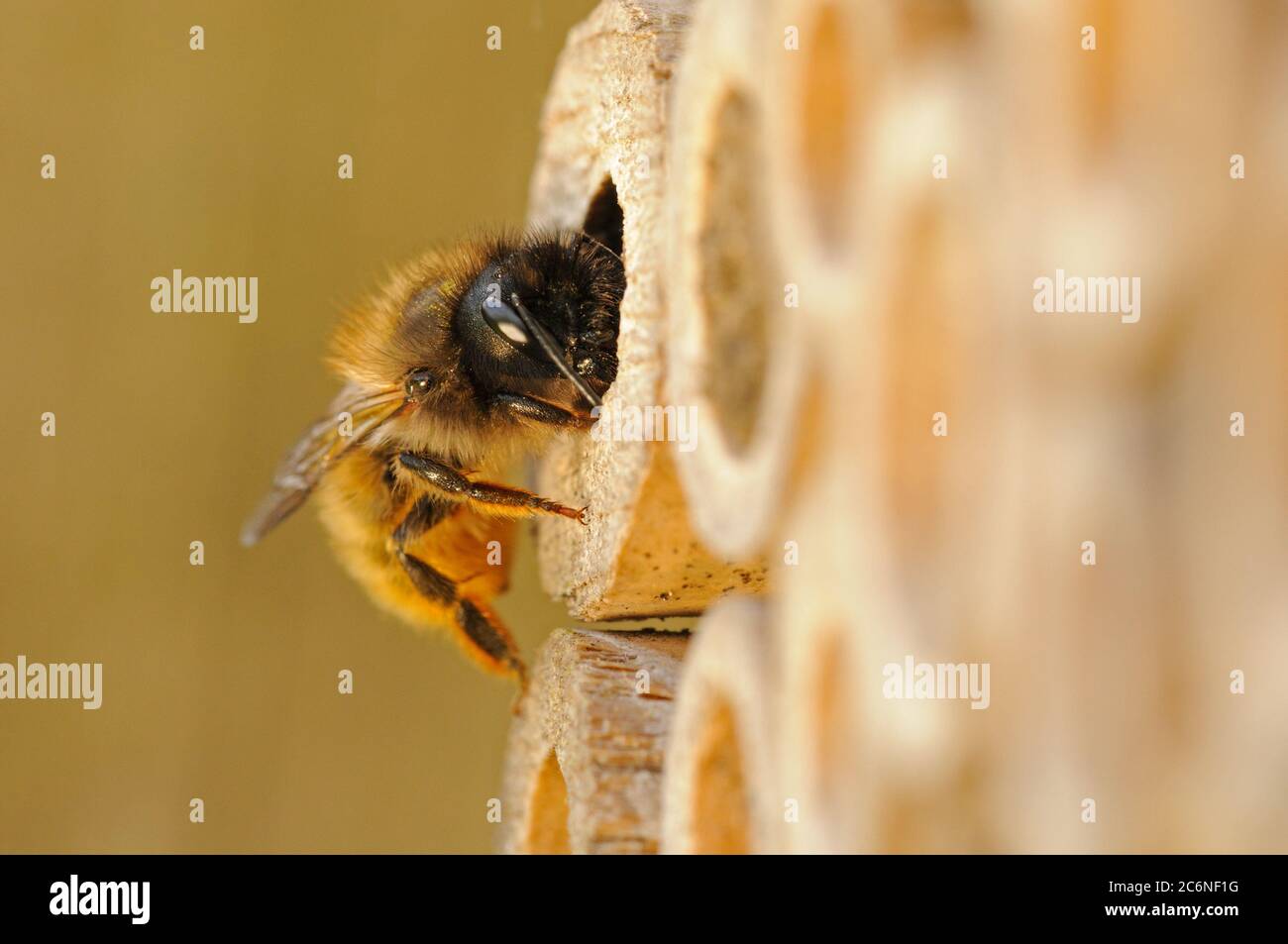 Red Mason bee, Osmia rufa, at entrance to nest hole, bee nest box, May, Norfolk Stock Photo