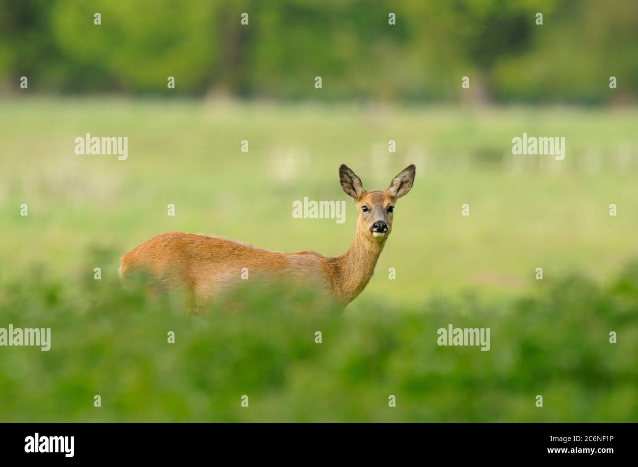 Roe deer, Capreolus capreolus, female, doe, in field, Norfolk, May, Spring Stock Photo