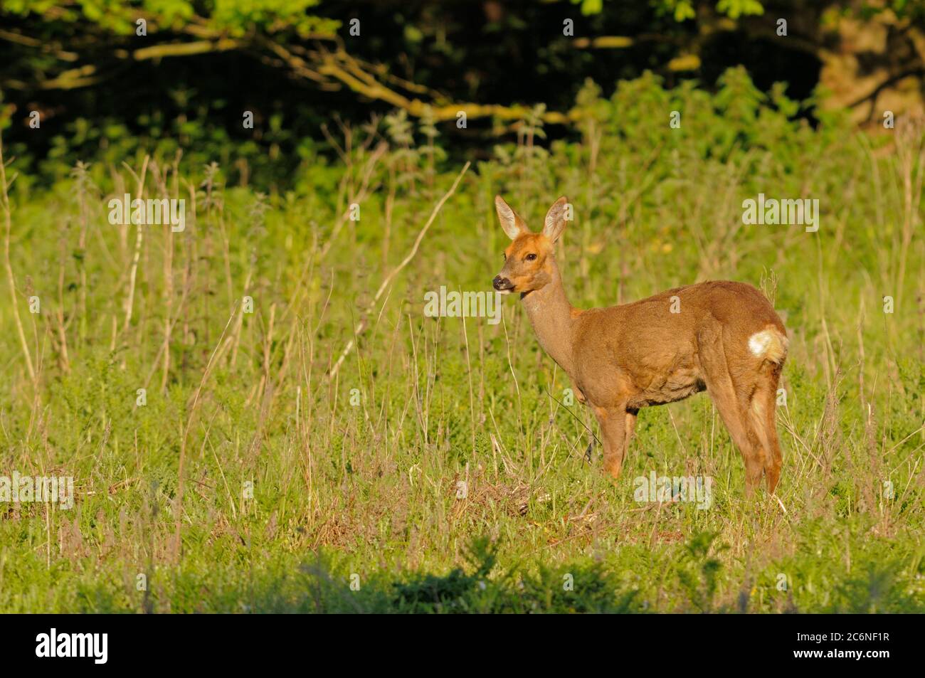 Roe deer woodland spring doe hi-res stock photography and images - Alamy