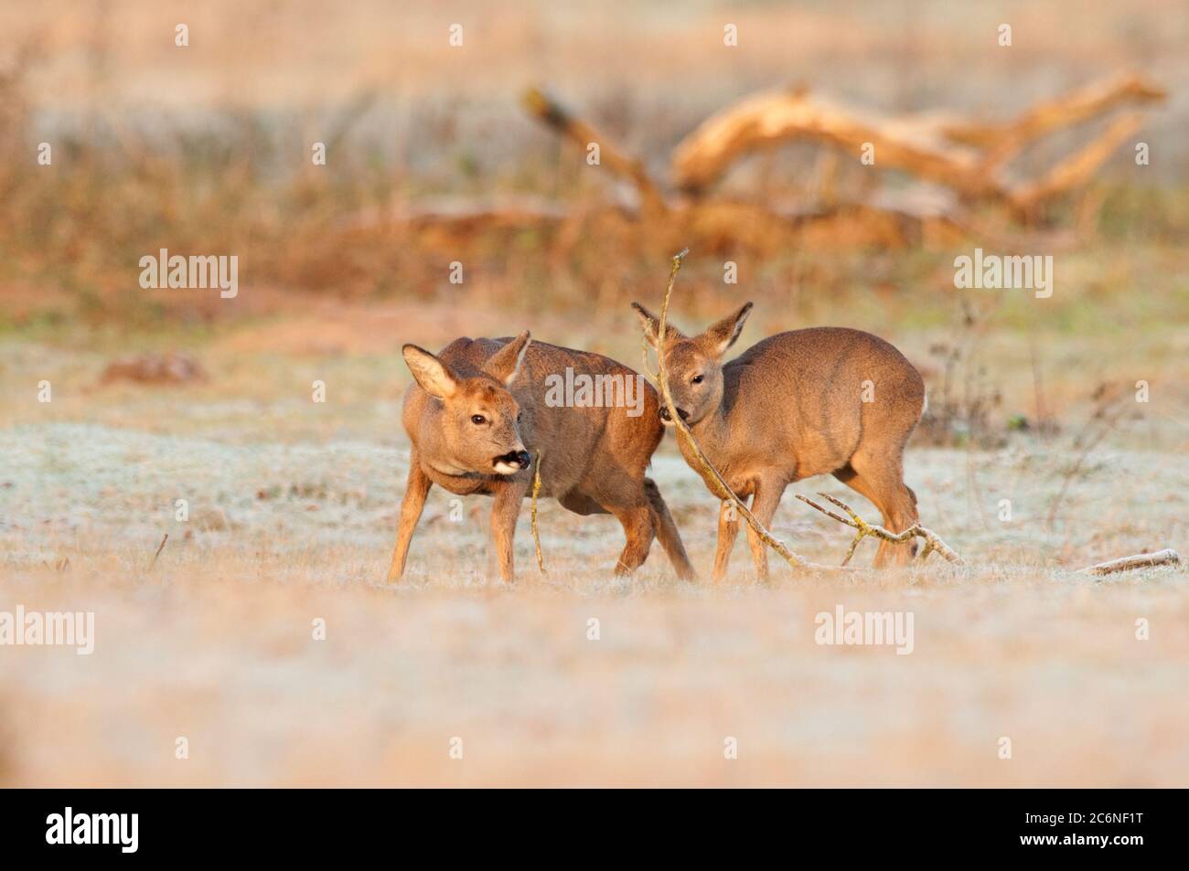 Roe deer, Capreolus capreolus, female and youngster in early morning frost, Norfolk, December, Winter Stock Photo