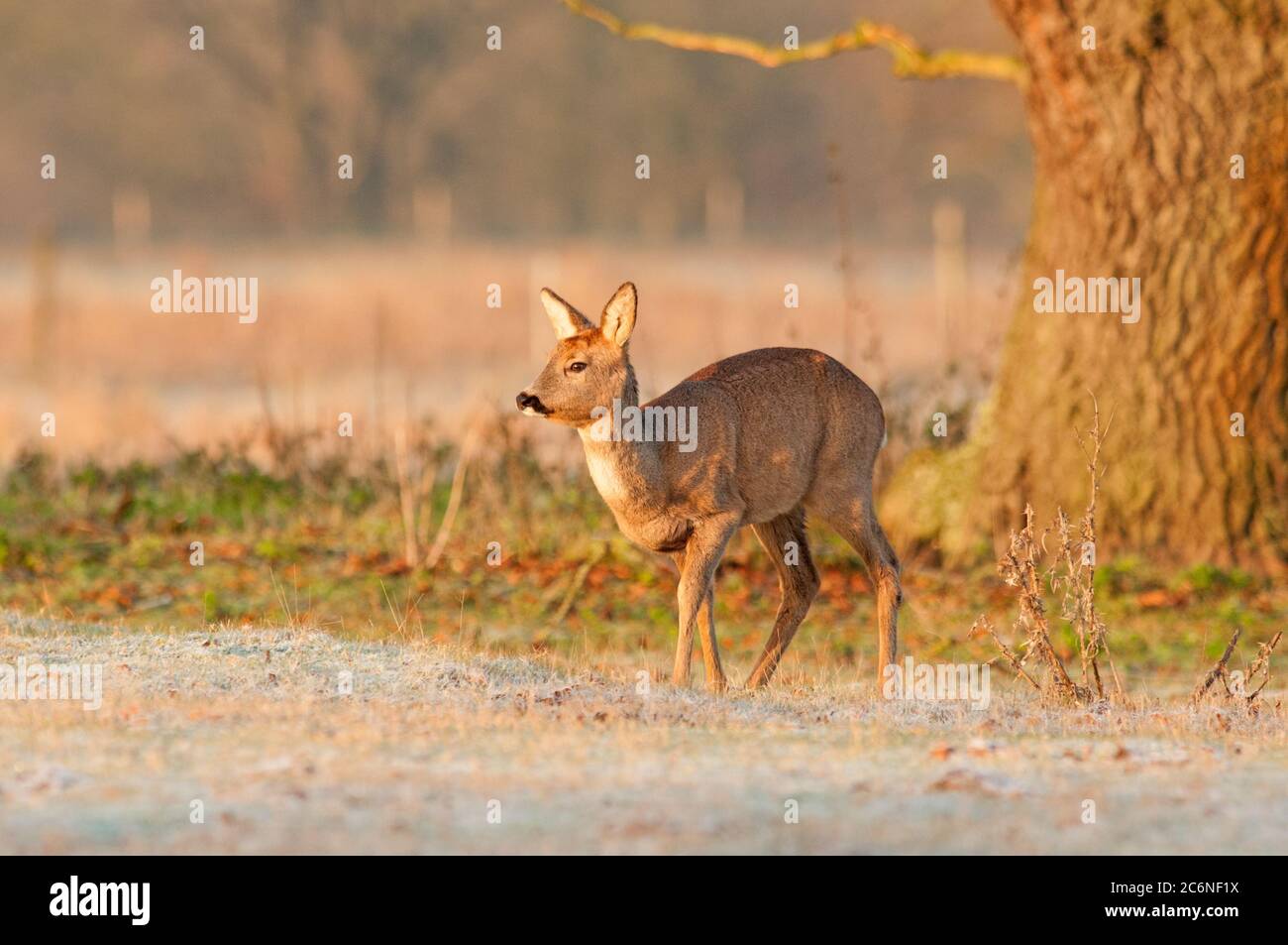 Roe deer, Capreolus capreolus, female in early morning frost, Norfolk, December, Winter Stock Photo