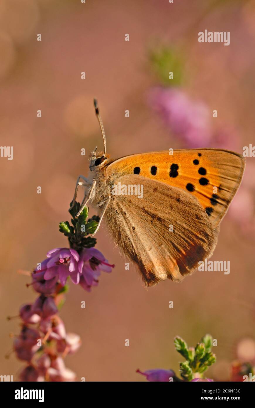 Small Copper butterfly, Lycaena phlaeas, on heather flowers, Norfolk Stock Photo