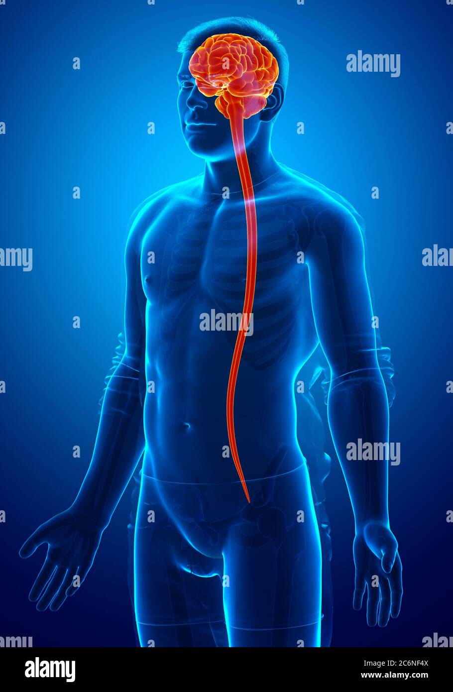 3d rendered medically accurate illustration of a male brain Stock Photo ...