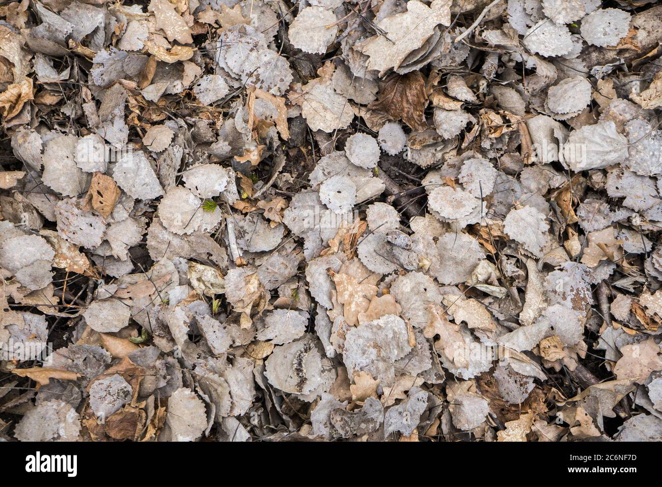 dry leaves and texture background. Oak leaves on the wallpaper. Autumn