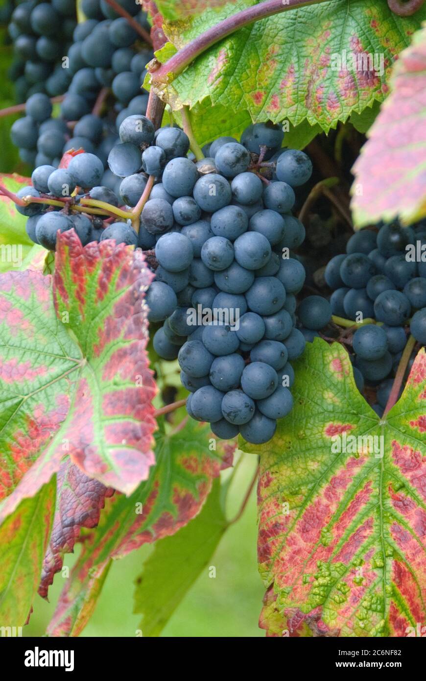 Weinrebe garten hires stock photography and images Alamy