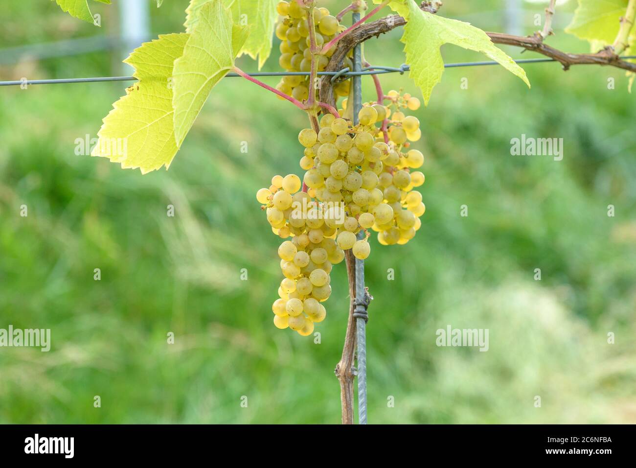 Tafel-Traube Vitis Solaris, Table grapes Vitis Solaris Stock Photo