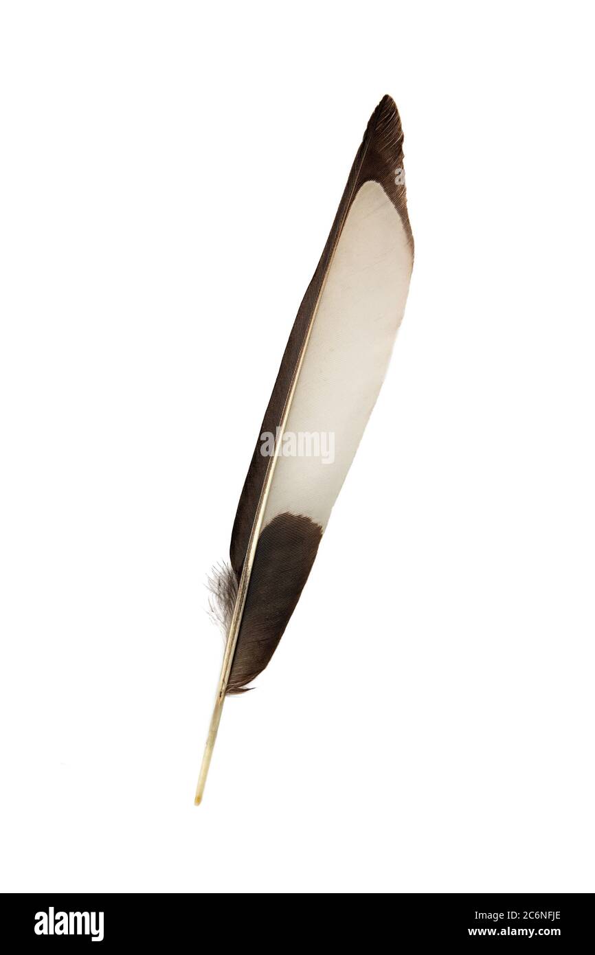 close view of black and white magpie feather on white background Stock Photo