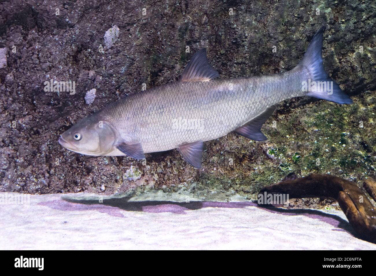 Asp fish, European freshwater fish of the Cyprinid family, underwater Stock Photo