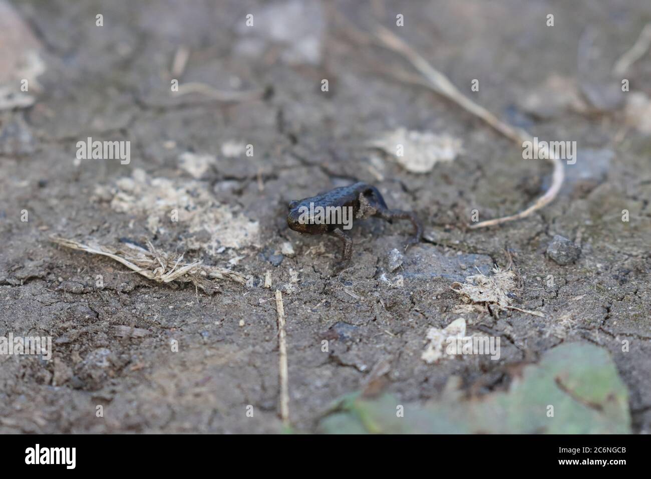 Close up image of a Baby Frog standing on some soil. Stock Photo