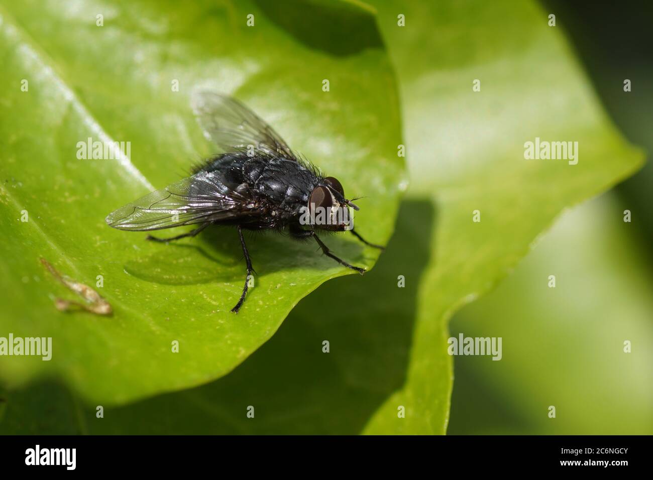Calliphora vicina a fly in the family blow flies (Calliphoridae) on a young ivy leaf in a garden in the Dutch village of Bergen. Spring, Netherlands, Stock Photo