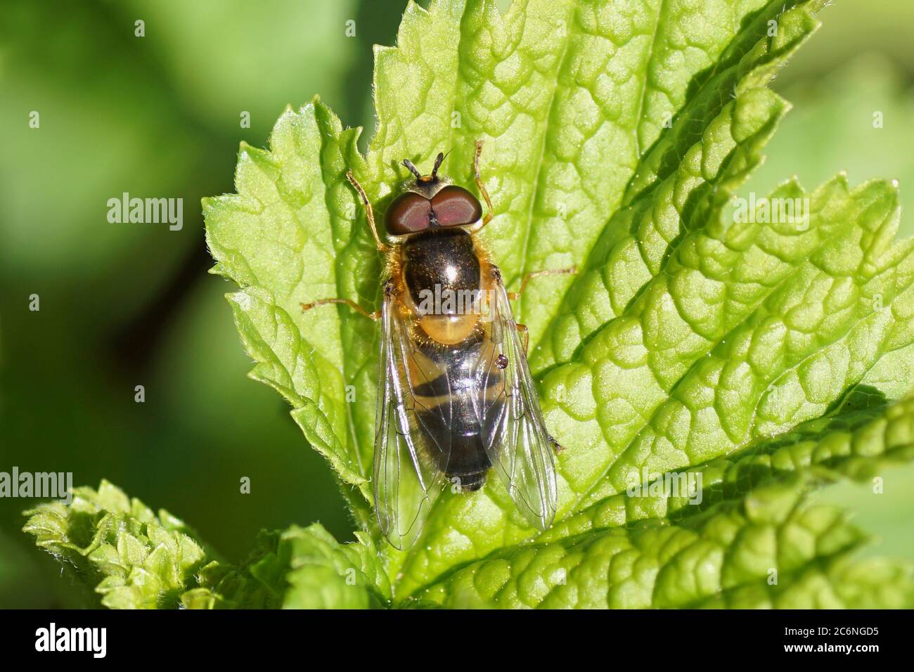 Male hoverfly Epistrophe eligans on a young leaf of a currant bush in the sun in the spring. Bergen, Netherlands April Stock Photo