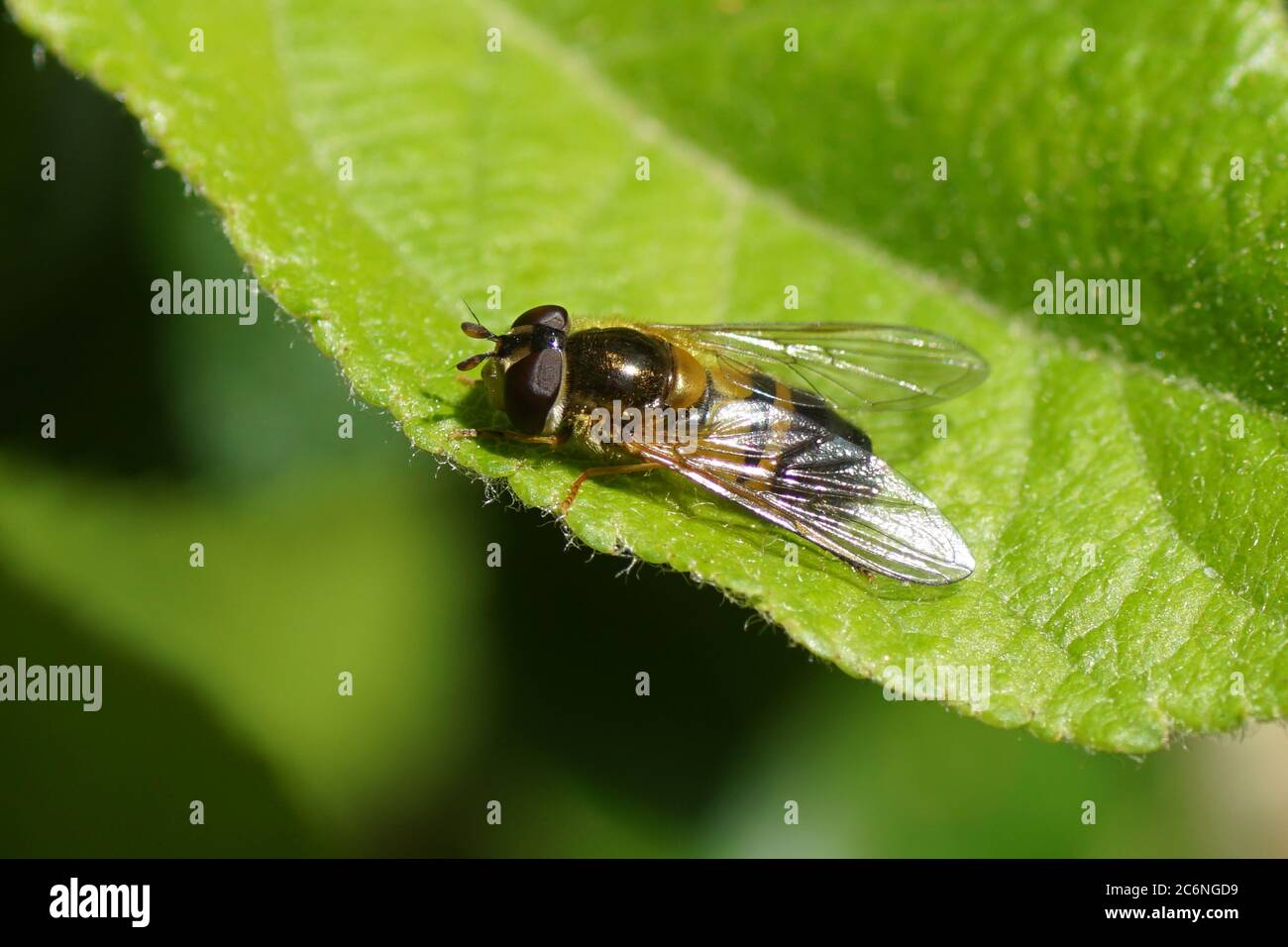 Female hoverfly Epistrophe eligans on a leaf of an apple tree in the sun in a Dutch garden. Spring. Stock Photo