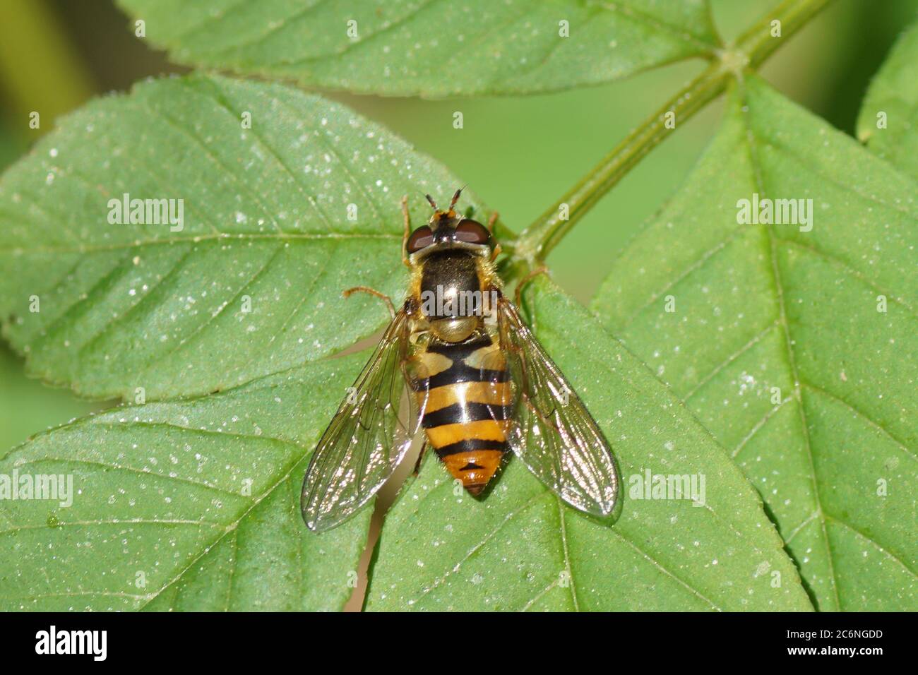 Female hoverfly Epistrophe melanostoma of the family Syrphidae on the leaf of an ash (Fraxinus excelsior). Spring, Bergen, Netherlands April Stock Photo
