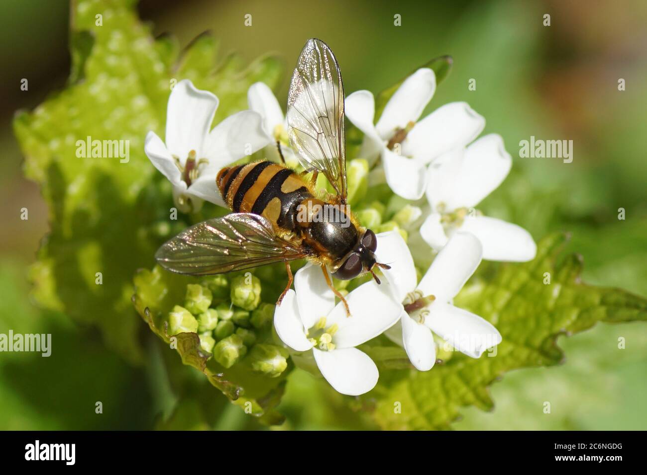 Female hoverfly Epistrophe maybe Epistrophe melanostoma, family Syrphidae on flowers of garlic mustard (Alliaria petiolata). Family Brassicaceae, Stock Photo