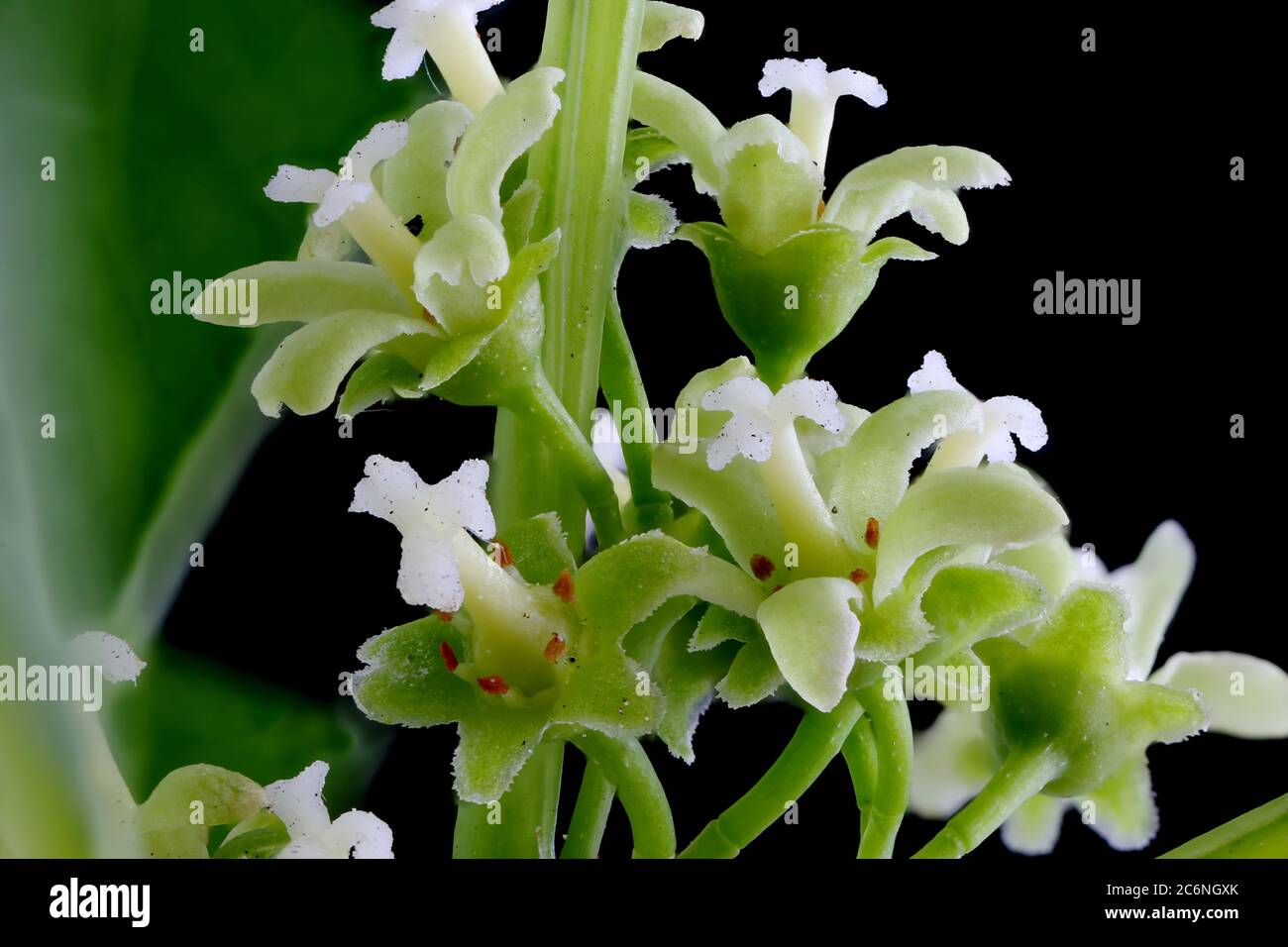 Staff Vine (Celastrus orbiculatus). Inflorescene Closeup Stock Photo