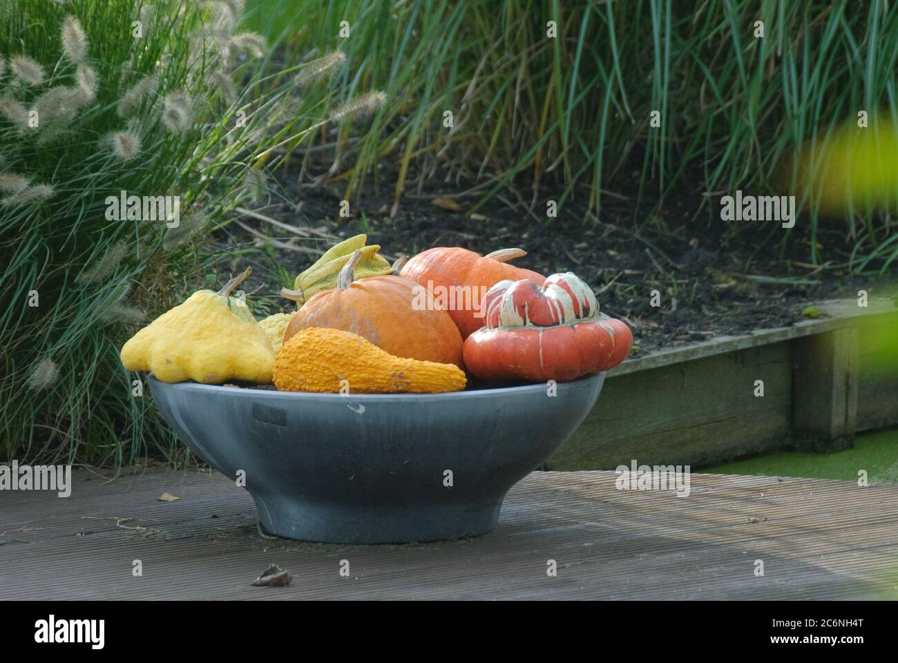 Schale mit Zierkuerbissen, Bowl of gourds Stock Photo