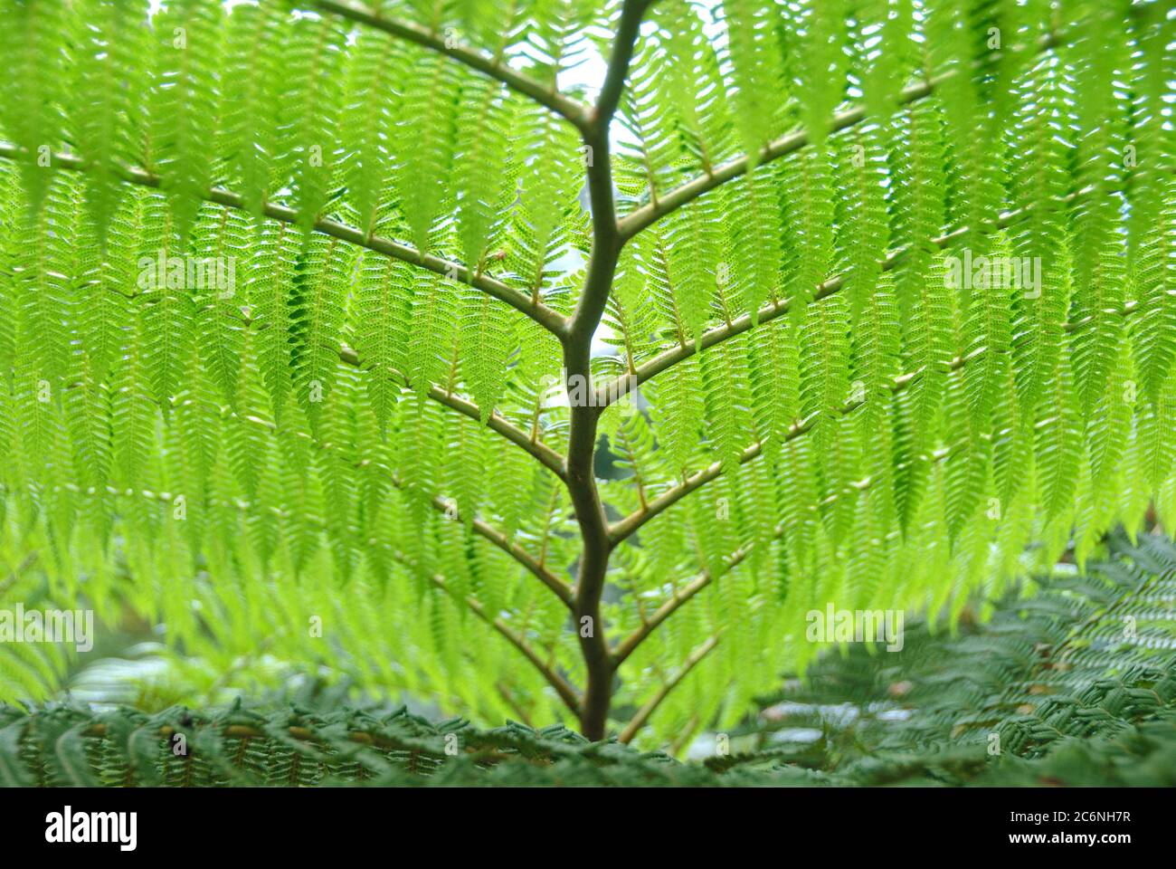 Schuppen-Baumfarn Cyathea cooperi, Dandruff tree fern Cyathea cooperi Stock Photo