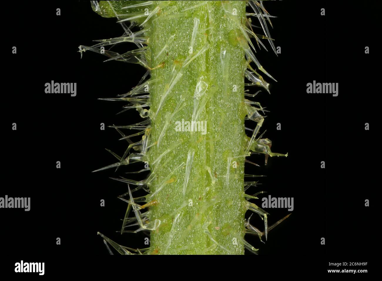 Annual Bugloss (Anchusa arvensis). Stem Closeup Stock Photo