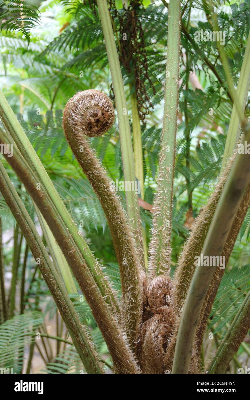 Schuppen-Baumfarn Cyathea cooperi, Dandruff tree fern Cyathea cooperi Stock Photo