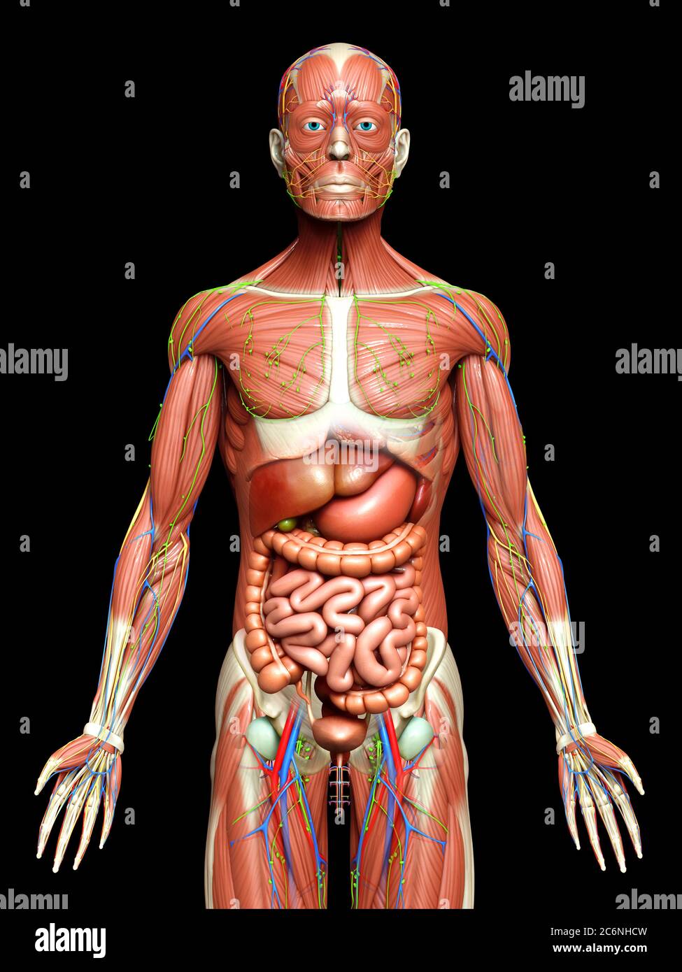3d rendered medically accurate of the male anatomy Stock Photo - Alamy