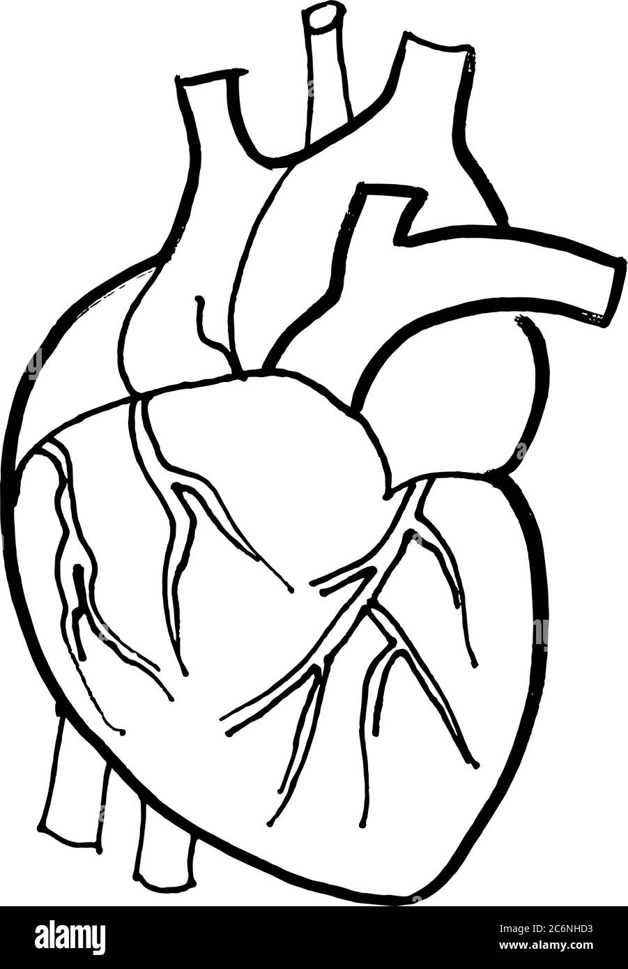 Contour vector outline drawing of human heart organ. Medical design editable template Stock Vector