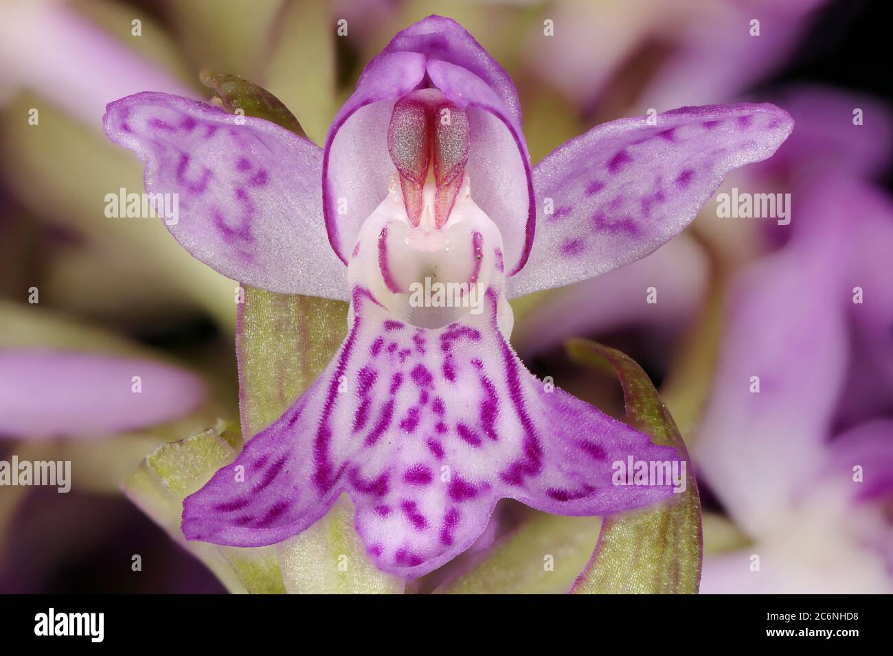 Baltic Spotted Orchid (Dactylorhiza baltica). Flower Closeup Stock Photo