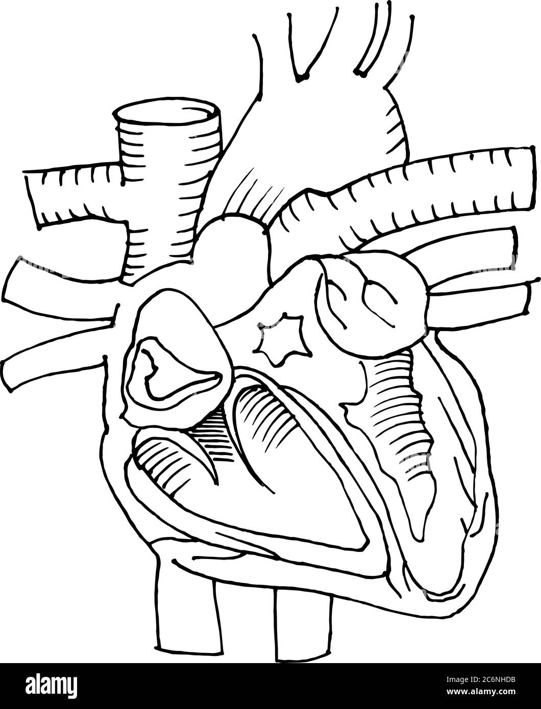 Contour vector outline drawing of human heart organ. Medical design editable template Stock Vector