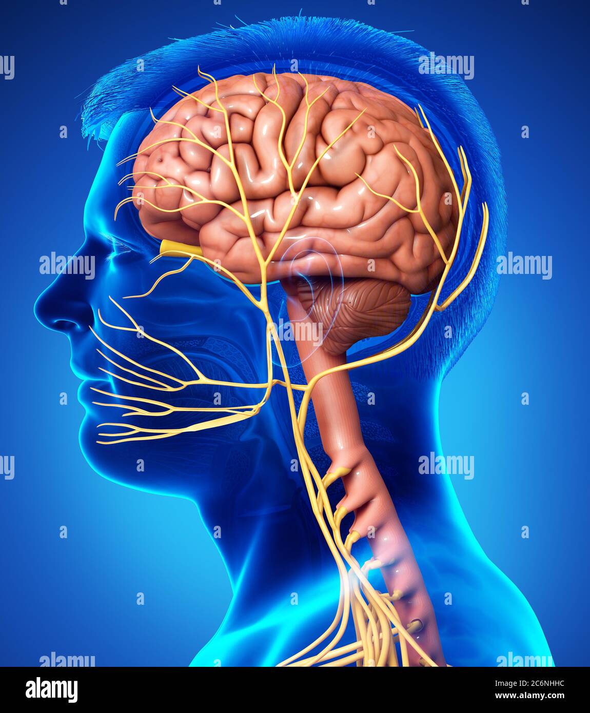 3d rendered medically accurate illustration of a male brain anatomy ...