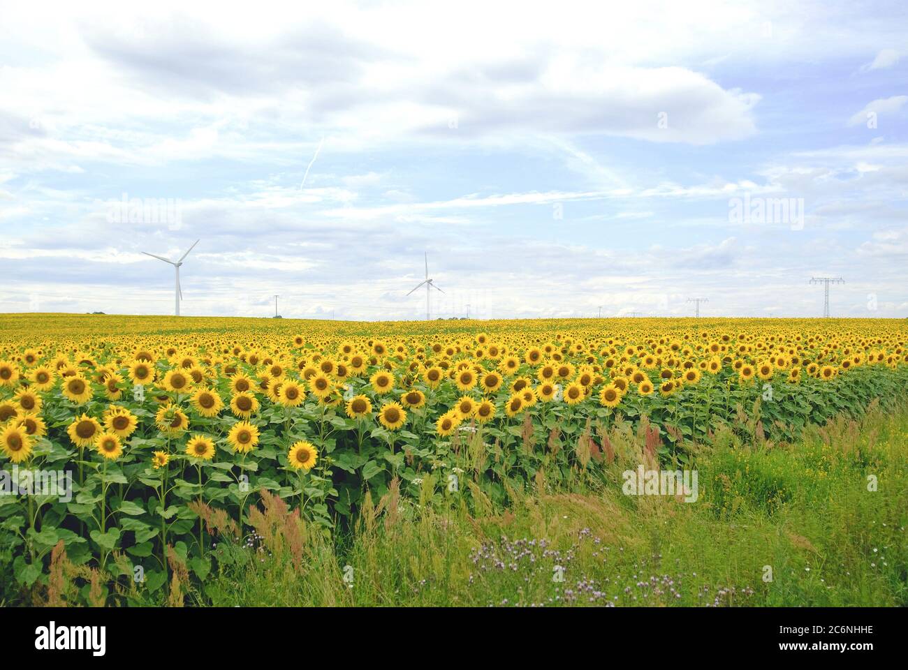 Sonnenblumenfeld Helianthus annuus, Sunflower Field Helianthus annuus Stock Photo