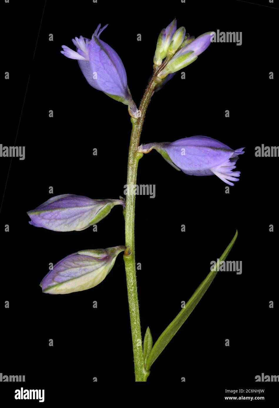 Common Milkwort (Polygala vulgaris). Inflorescence Closeup Stock Photo