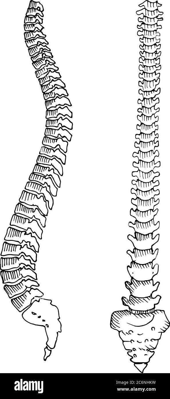 human spine drawing