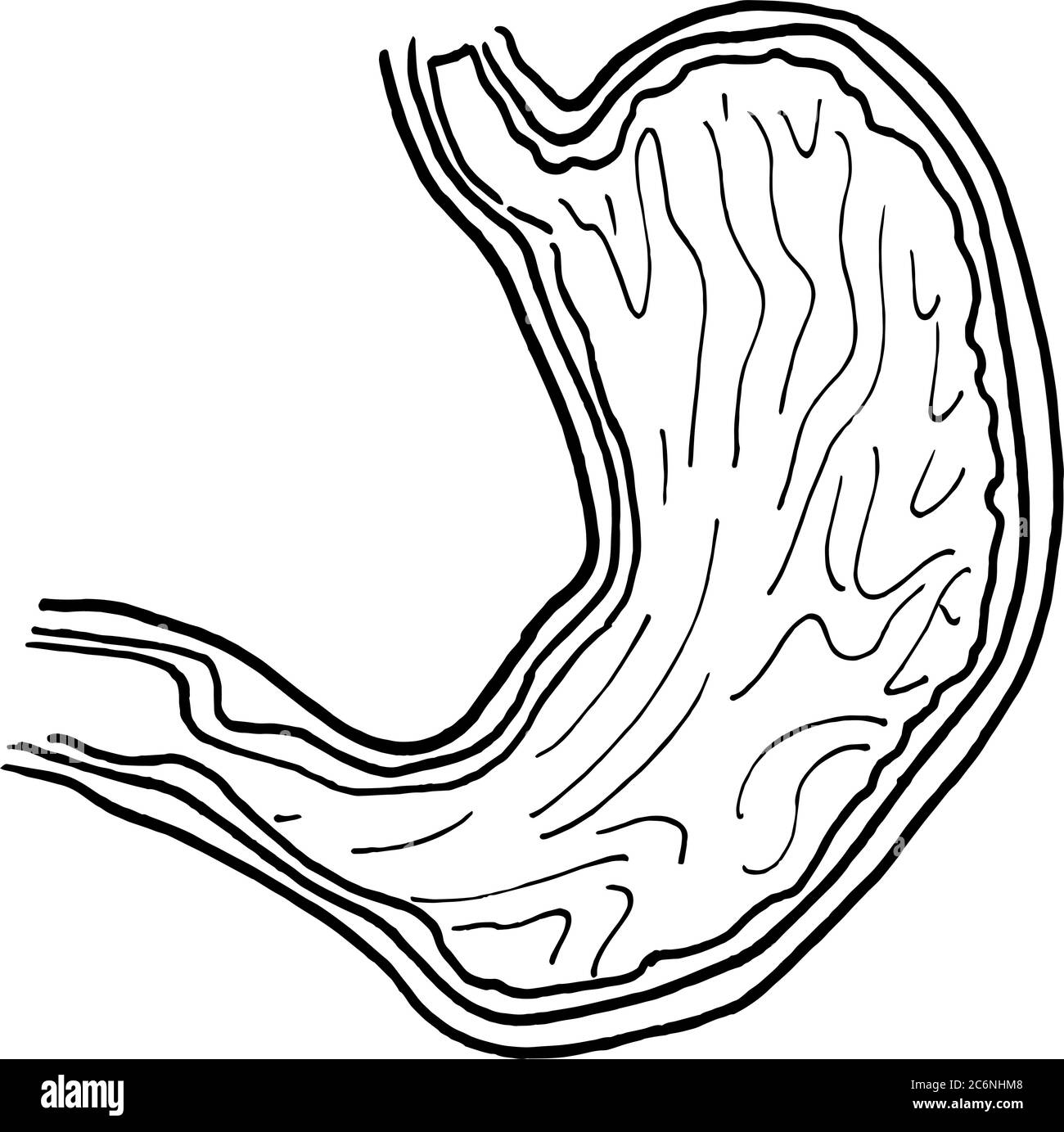 Contour vector outline drawing of human stomach organ. Medical design editable template Stock Vector