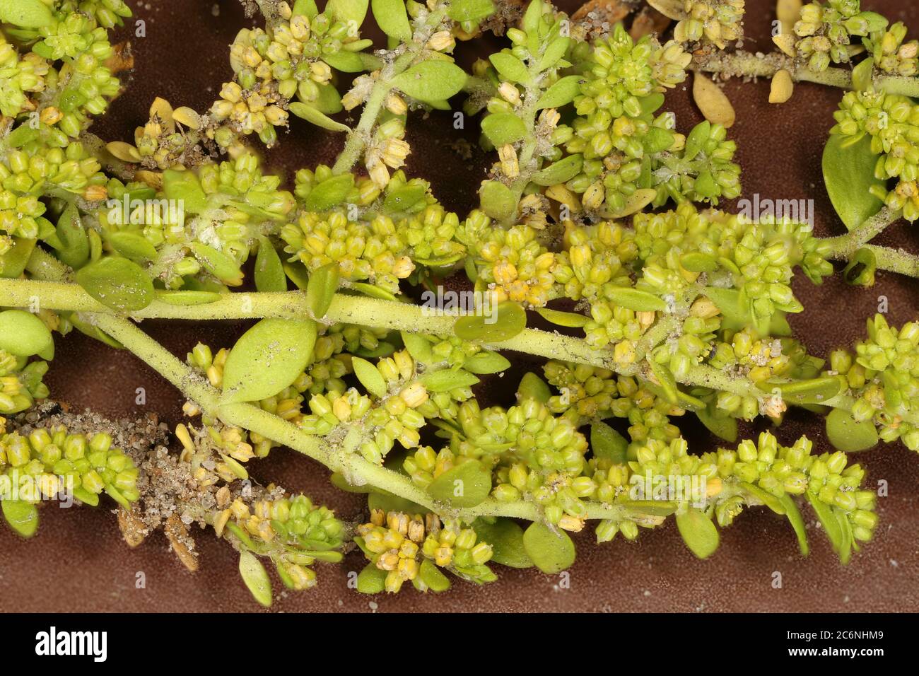 Smooth Rupturewort (Herniaria glabra). Habit Stock Photo