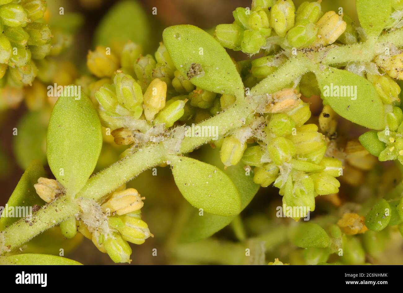 Smooth Rupturewort (Herniaria glabra). Shoot Closeup Stock Photo