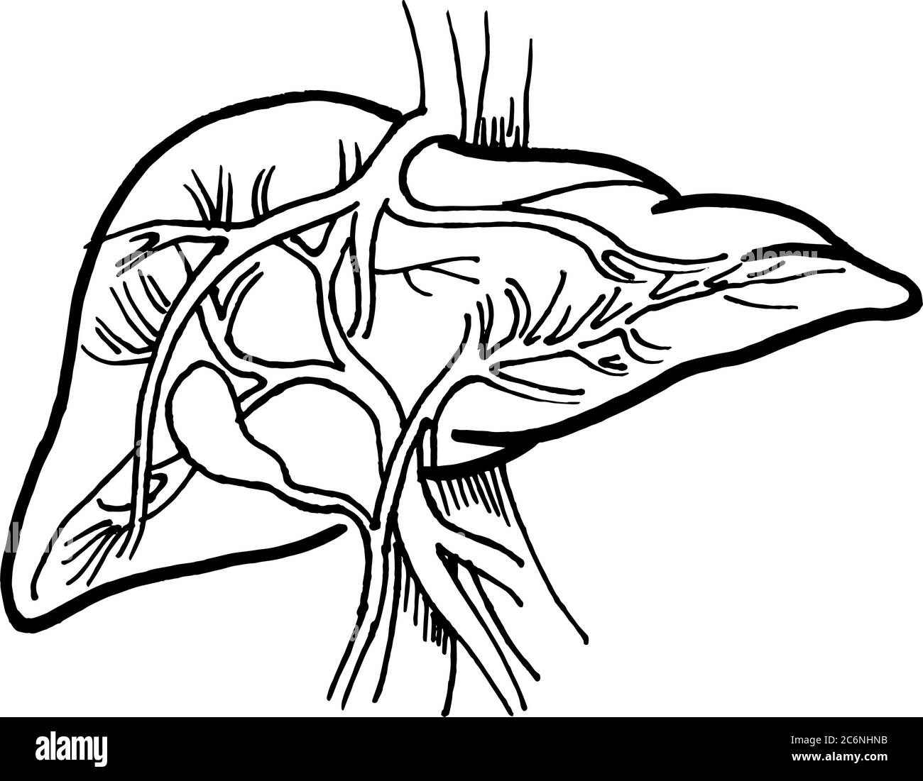 Contour vector outline drawing of human liver organ. Medical design editable template Stock Vector