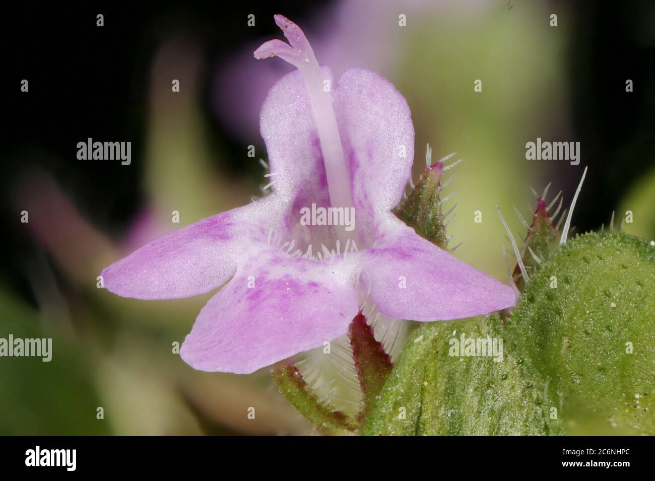 Breckland Thyme (Thymus serpyllum). Flower Closeup Stock Photo Alamy