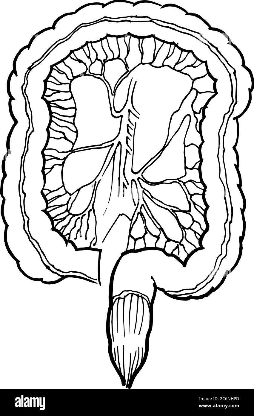 Contour vector outline drawing of human intestine organ. Medical design editable template Stock Vector
